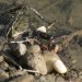 frosch